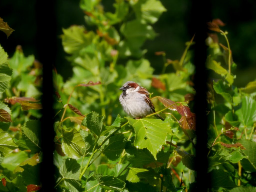 Kleiner Vogel im Grünen